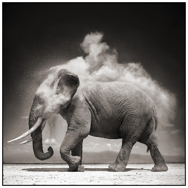Nick Brandt Elephant With Exploding Dust