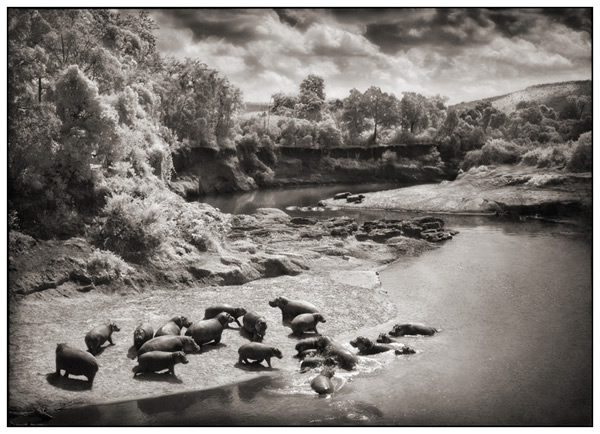 Nick Brandt Hippos on Mara River
