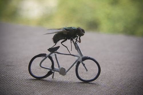 Les aventures de Mr Fly la mouche par Nicholas Hendrickx 10