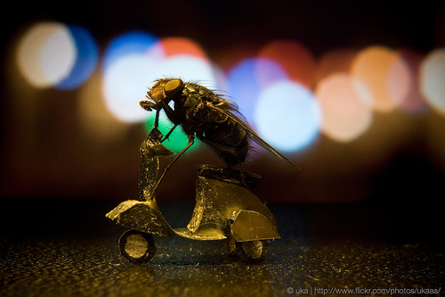 Les aventures de Mr Fly la mouche par Nicholas Hendrickx 6