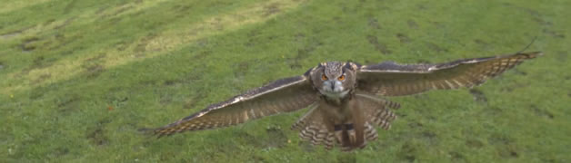 Slow motion - atterrissage d'un hibou 2