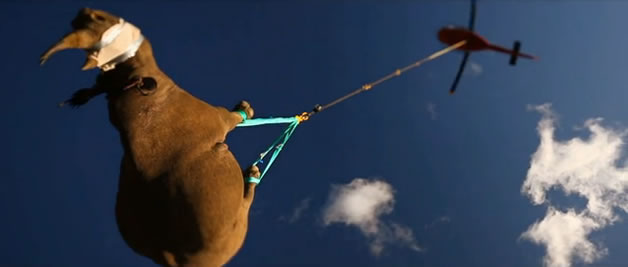 Le rhinocéros volant WWF