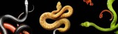 Serpentine – Photos de serpents colorés