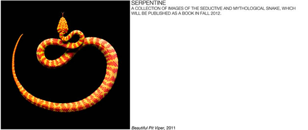 Serpentine - Photos de serpents colorés 1
