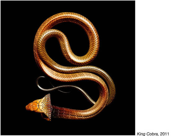 Serpentine - Photos de serpents colorés 10