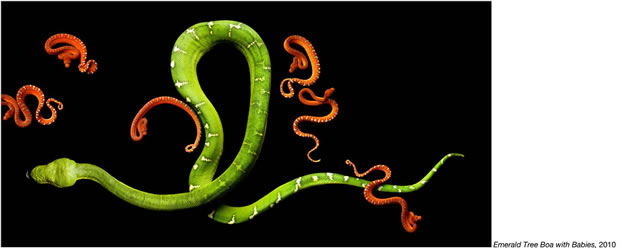 Serpentine - Photos de serpents colorés 11