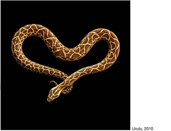 Serpentine - Photos de serpents colorés 12