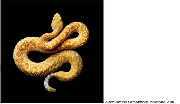 Serpentine - Photos de serpents colorés 13