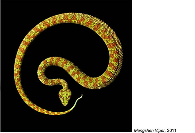 Serpentine - Photos de serpents colorés 17