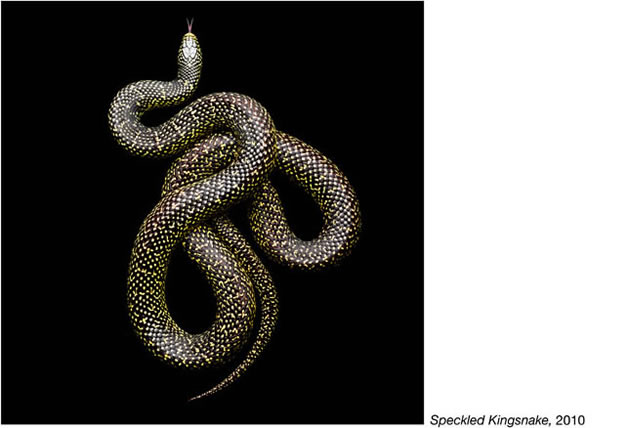 Serpentine - Photos de serpents colorés 18