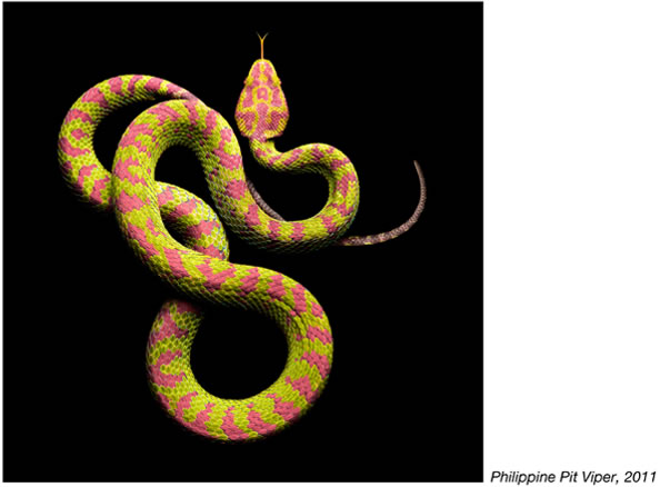 Serpentine - Photos de serpents colorés 22