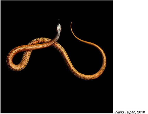 Serpentine - Photos de serpents colorés 23