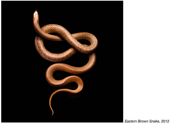 Serpentine - Photos de serpents colorés 25