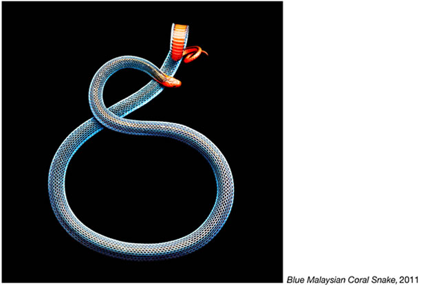 Serpentine - Photos de serpents colorés 6