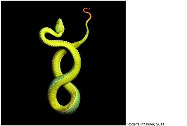 Serpentine - Photos de serpents colorés 7
