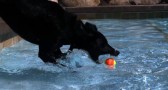 Des chiens dans une piscine en Slow motion