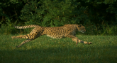 SlowMotion : Cheetahs (Guépard) on the Edge