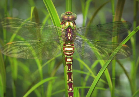 Motion et 3D : Nature by numbers Motion et 3D : Nature by numbers 8