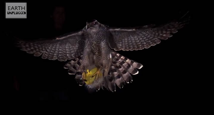 Slowmotion : attaque d’un faucon