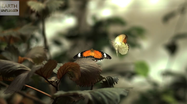 slowmotion papillon