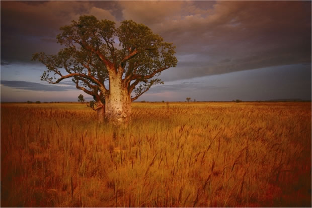 06 Un Baobab à Wyndham (Australie, 1991)