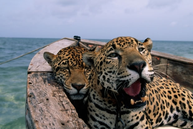23 Un couple de jaguars à Cancun (Mexique, 2001)