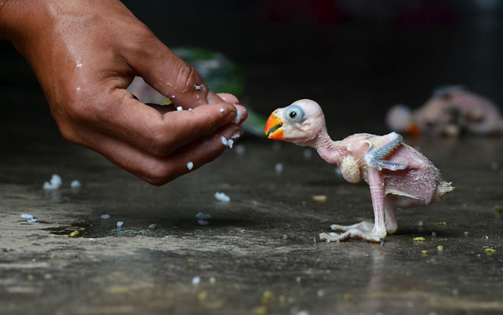 Plus belles images année 2013 AFP (20)