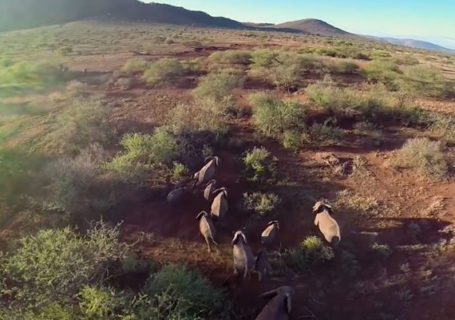 Nature : Vue aérienne en drone au Serengeti Nature : Vue aérienne en drone au Serengeti 6