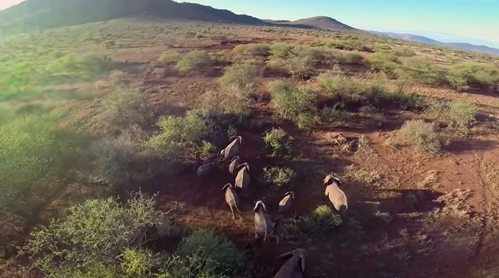 drone serengeti