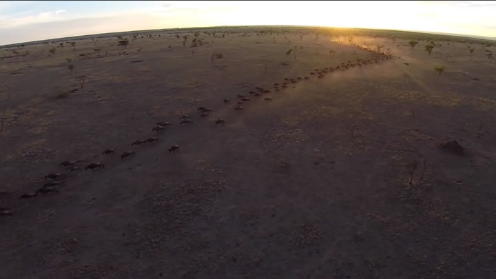 drone video serengeti