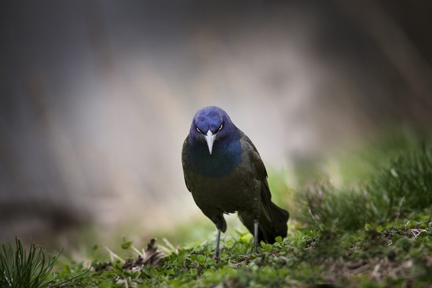 Angry Bird  by Ryan Roush
