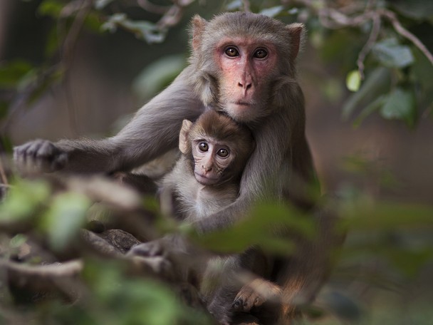 Monkeys of the Taj by Tessa Kit Zawadzki
