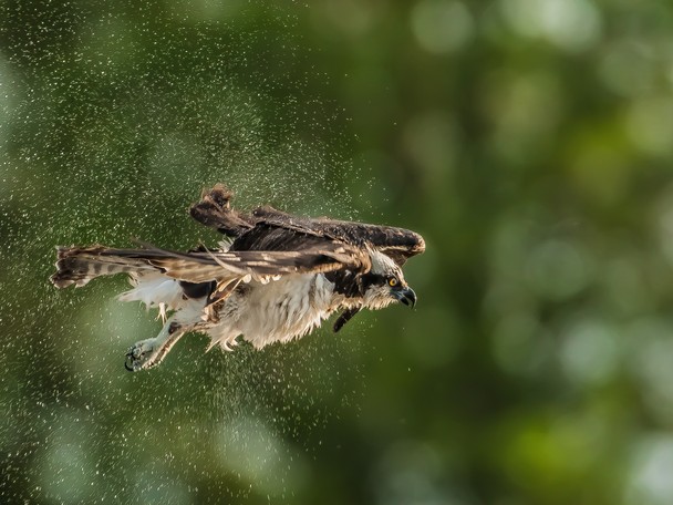 Osprey Shake  by Graham McGeorge