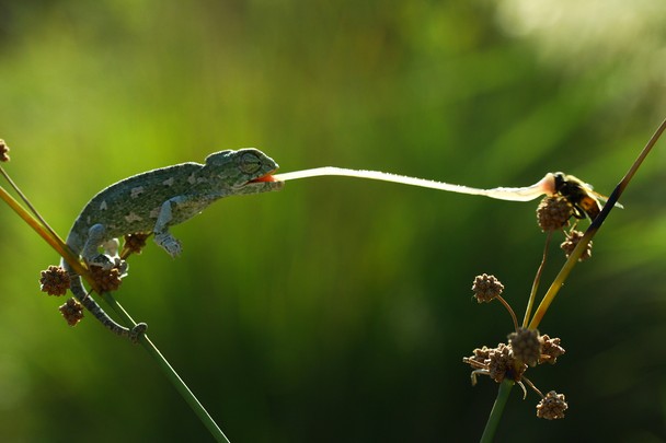 baby chameleon by mehmet karaca