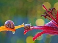 Photographies : Les superbes macros d’escargots de Yacheslav Mishchenko