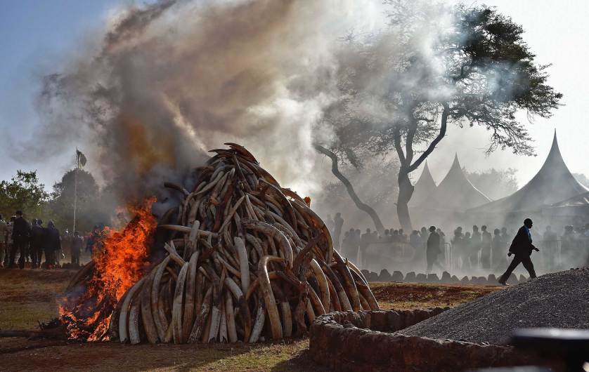 People stand near a burning pile of 15 tonnes of elephant ivory seized in kenya in Nairobi National Park on March 3, 2015. Kenyan President Uhuru Kenyatta set fire to a giant pile of elephant ivory, vowing to destroy the country's entire stockpile of illegal tusks by the year's end. The 15 tonnes destroyed was worth some $30 million (over 26 million euros) on the black market and represented up to 1,500 slaughtered elephants -- and dwarfs the ivory burned by previous Kenyan leaders. AFP PHOTO / CARL DE SOUZACARL DE SOUZA/AFP/Getty Images