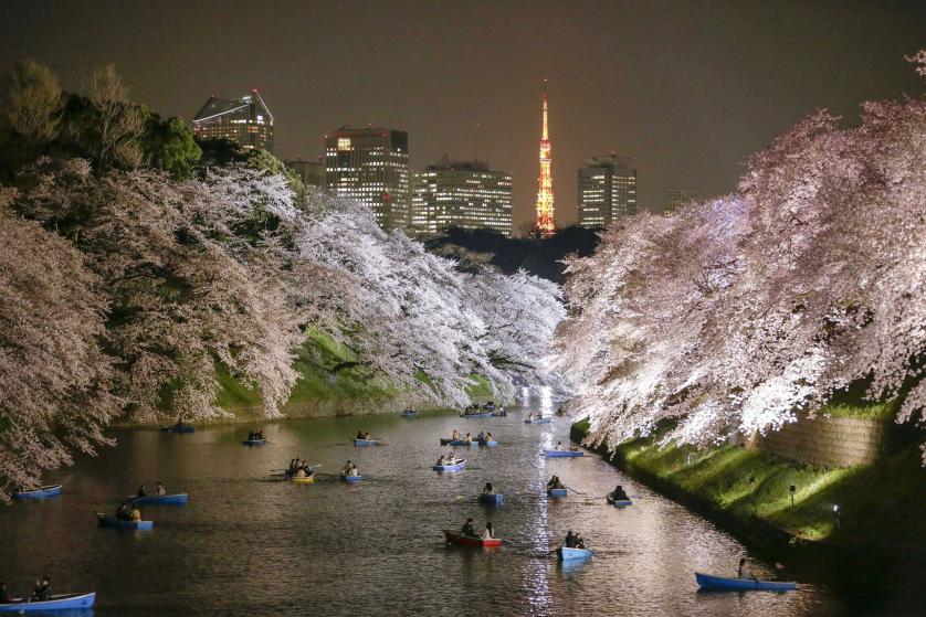 epaselect epa04686494 People rowing boats enjoy night view of cherry blossoms in full bloom on Chidorigafuchi moat in Tokyo, Japan, 30 March 2015 after the Meteorological Agency announced on 29 March cherry blossoms became in full bloom, five days earlier than average year. The warm weather with temperatures of up to 23.6 degrees Celsius prompted many people to enjoy viewing cherry blossoms with some drinks. EPA/KIMIMASA MAYAMA