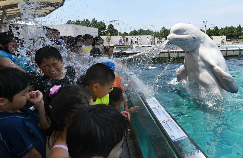 TOPSHOTS A beluga whale sprays water towards visitors during a summer attraction at the Hakkeijima Sea Paradise aquarium in Yokohama, suburban Tokyo on July 20, 2015. Tokyo's temperature climbed over 34 degree Celsius on July 20, one day after the end of the rainy season. AFP PHOTO / Toshifumi KITAMURATOSHIFUMI KITAMURA/AFP/Getty Images