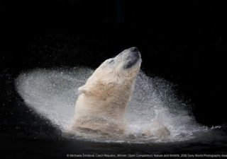 [Photos] Les gagnants du Sony World Photography Awards 2016