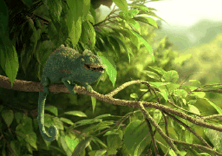 Court métrage Animation : La vie du caméléon est dingue, découvrez pourquoi 1