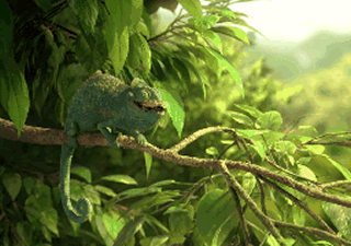 Court métrage Animation : La vie du caméléon est dingue, découvrez pourquoi