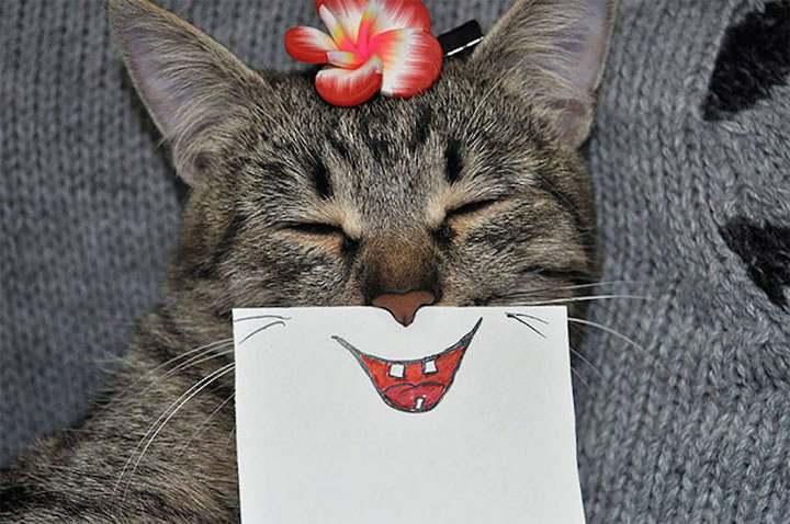 chat-cat-visage-papier-2