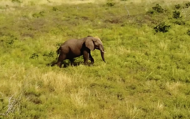 Le générique du Roi Lion filmé en Afrique avec un Drone