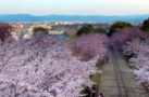 Timelapse de la floraison des cerisiers du Japon vue d’un Drone