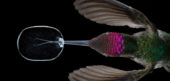 Slowmotion 3000 fps : Superbes images de la vie d’un Colibri
