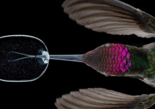 Slowmotion 3000 fps : Superbes images de la vie d'un Colibri 1