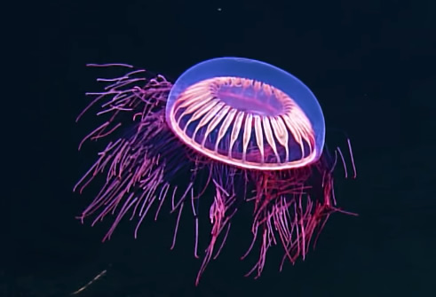 Mère nature : Découvrez les couleurs extraordinaires d’une méduse des abysses