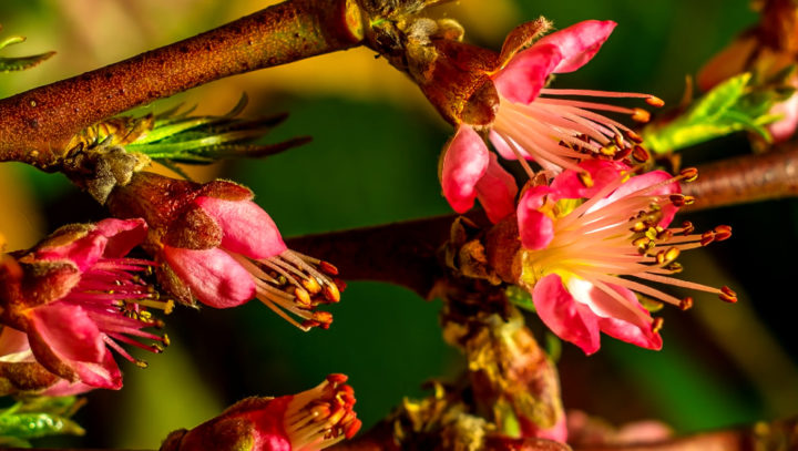 Timelapse - Superbes éclosions de fleurs 1