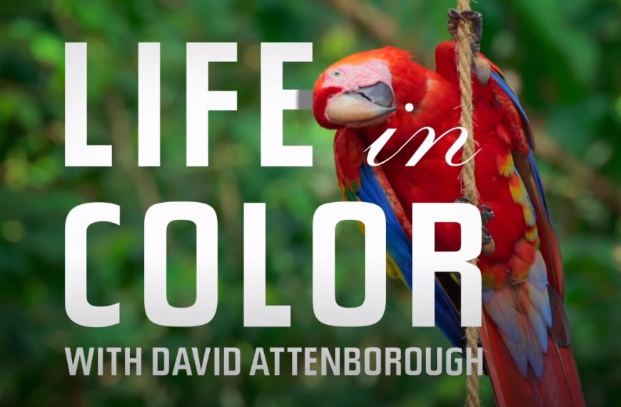 Un reportage sur les couleurs des animaux