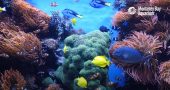 12 heures relaxantes de poissons dans un récifs coralliens